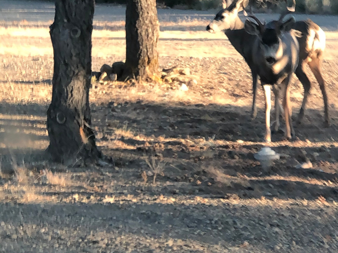 NRA Whittington Center-拉顿必去景点