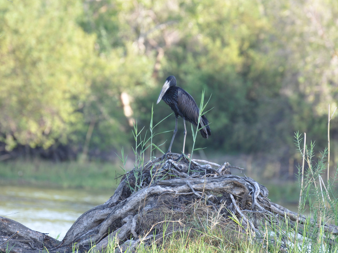 Victoria Falls River Safaris-李文斯顿必去景点