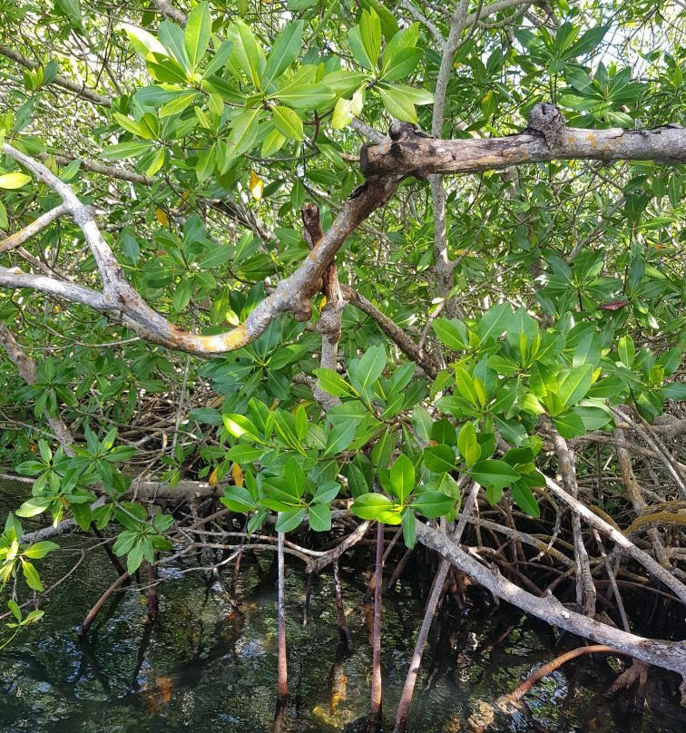 Guada Decouverte-Sainte Rose必去景点