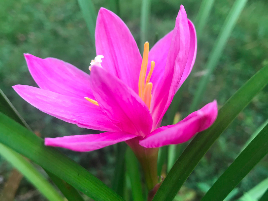 Dhuri Homestays主图