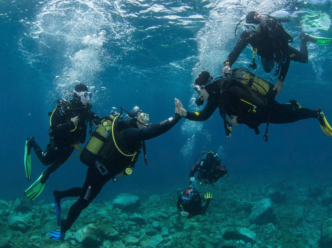 Delphinus Diving School-莫干港必去景点