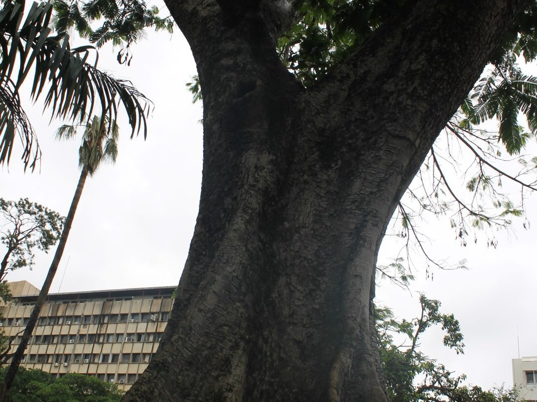 Tunduru Botanical Gardens景点图片