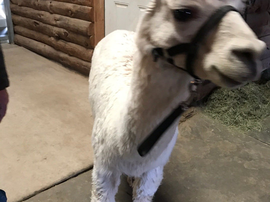 Alpacas of the Southwest-金曼必去景点