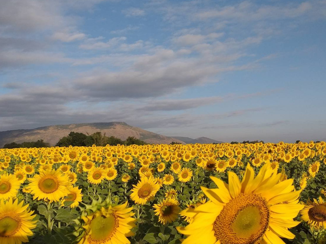 Khaoyai Nature Life & Tours - Private Day Tours景点图片