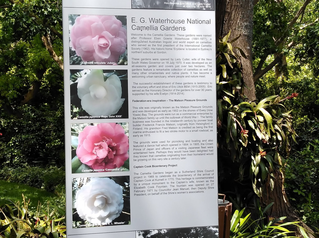 E G Waterhouse National Camellia Gardens-萨瑟兰郡必去景点
