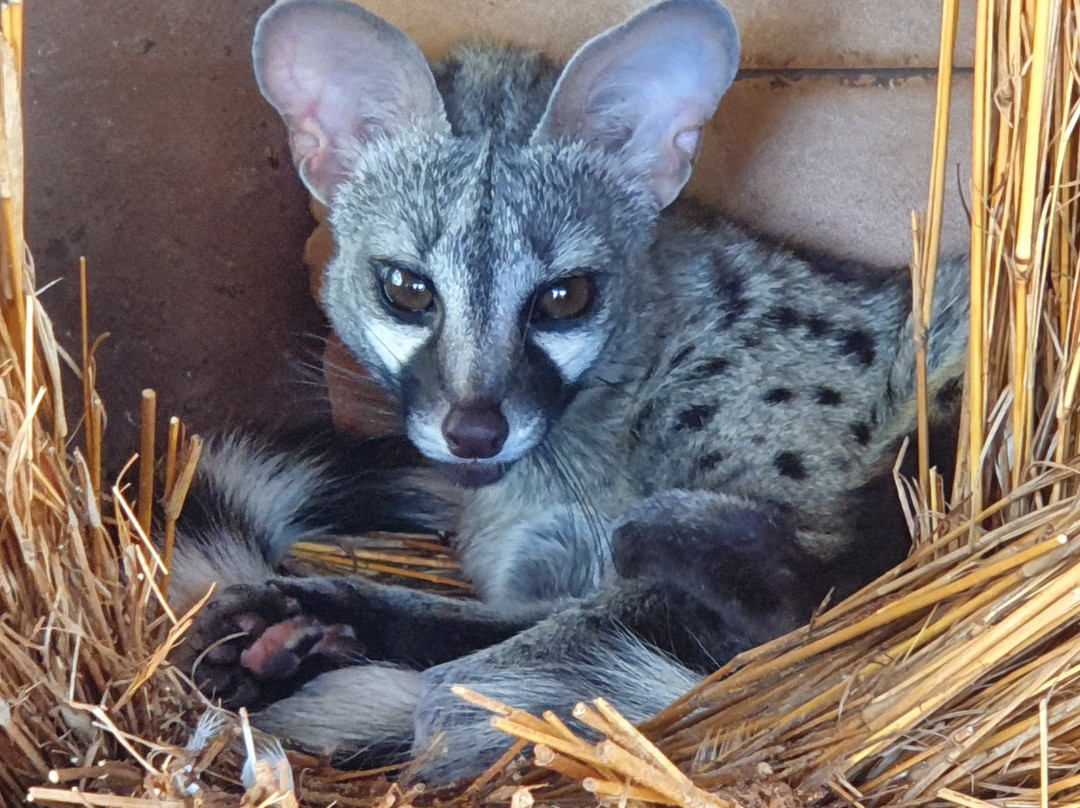 Sondela Nature Reserve Accommodation主图