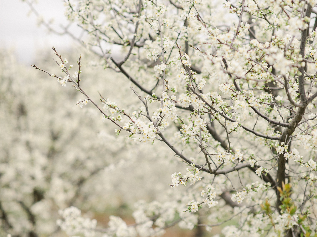 Ballinaclash Fruit & Wine-Young必去景点