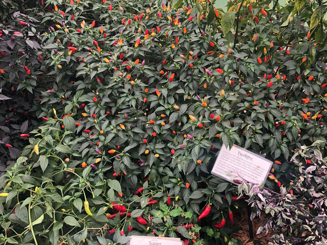 South Devon Chilli Farm-Loddiswell必去景点