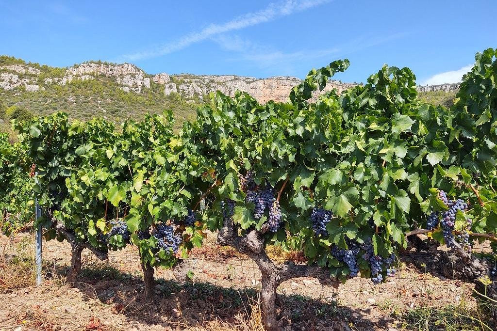 Celler Terra Dominicata - DOQ PRIORAT景点图片