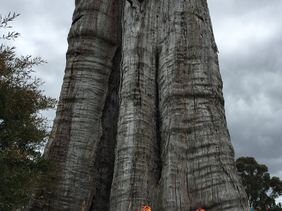 The Big Stump-Darnum必去景点