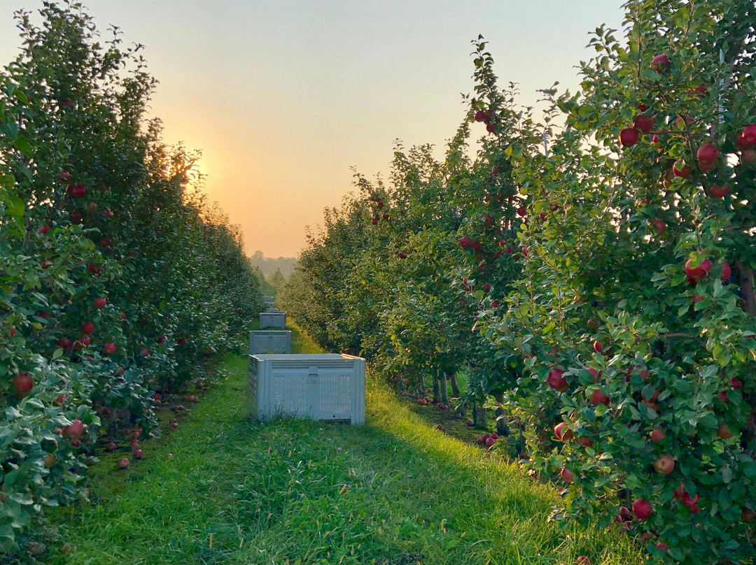 Sunrise Orchards景点图片