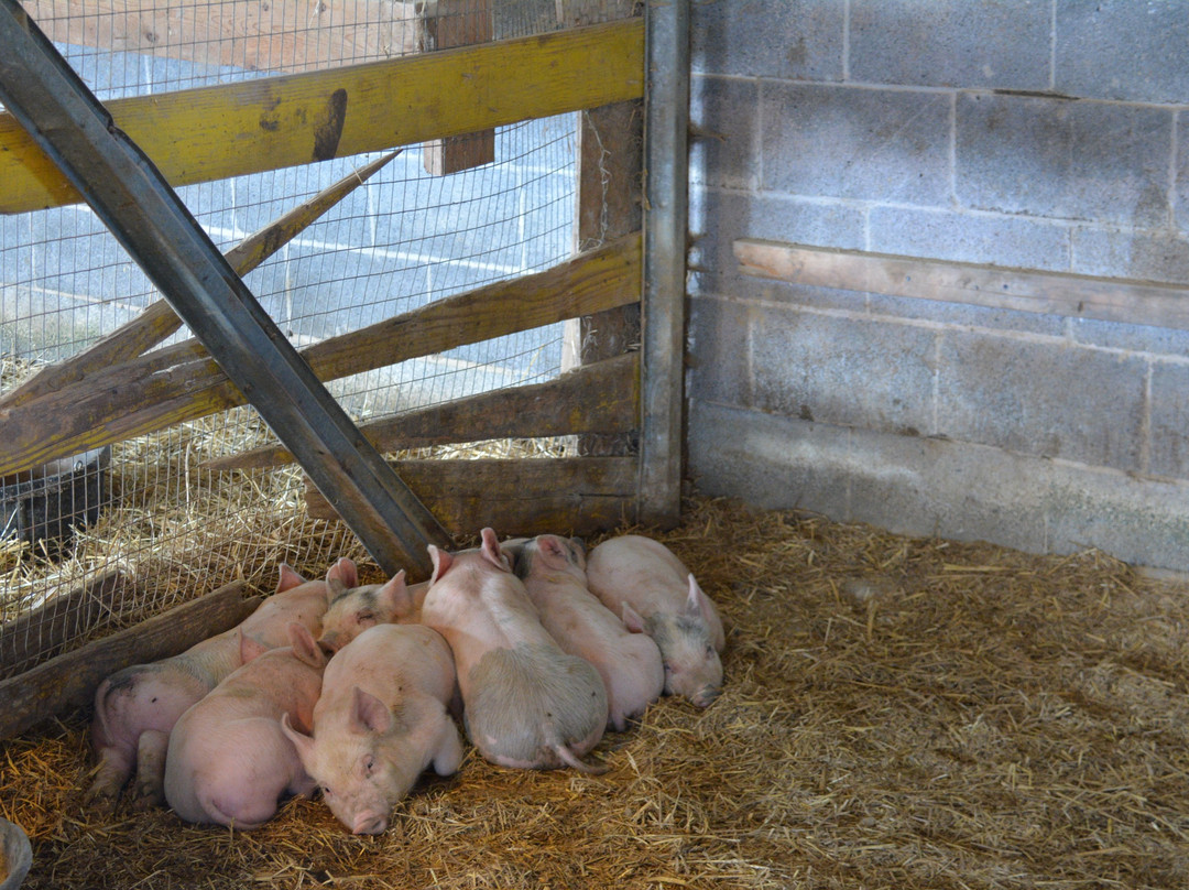 Summers Farm-弗雷德里克必去景点