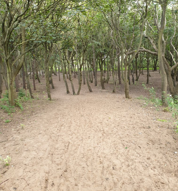 Formby Pinewoods-Formby必去景点