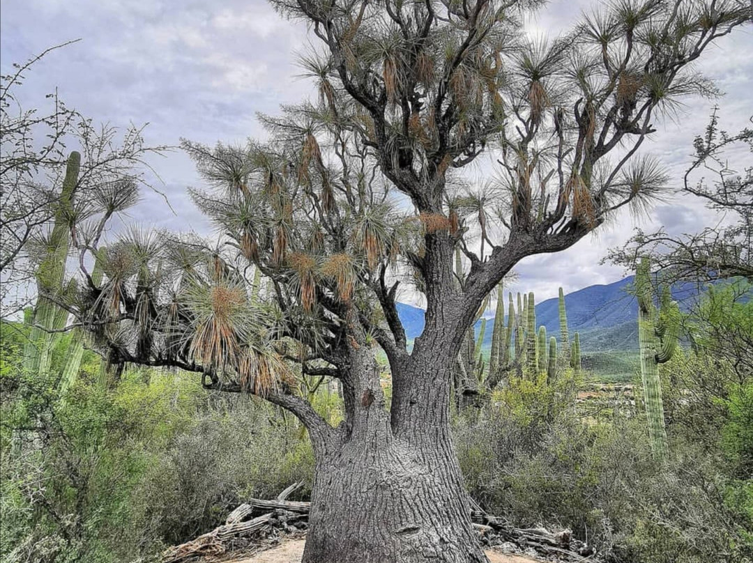 Jardin Botanico Helia Bravo Hollis景点图片