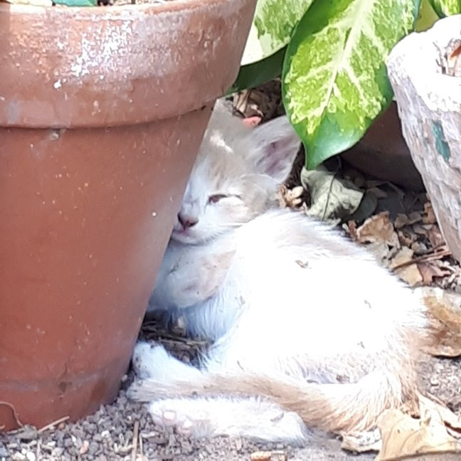 Hotel La Candela主图