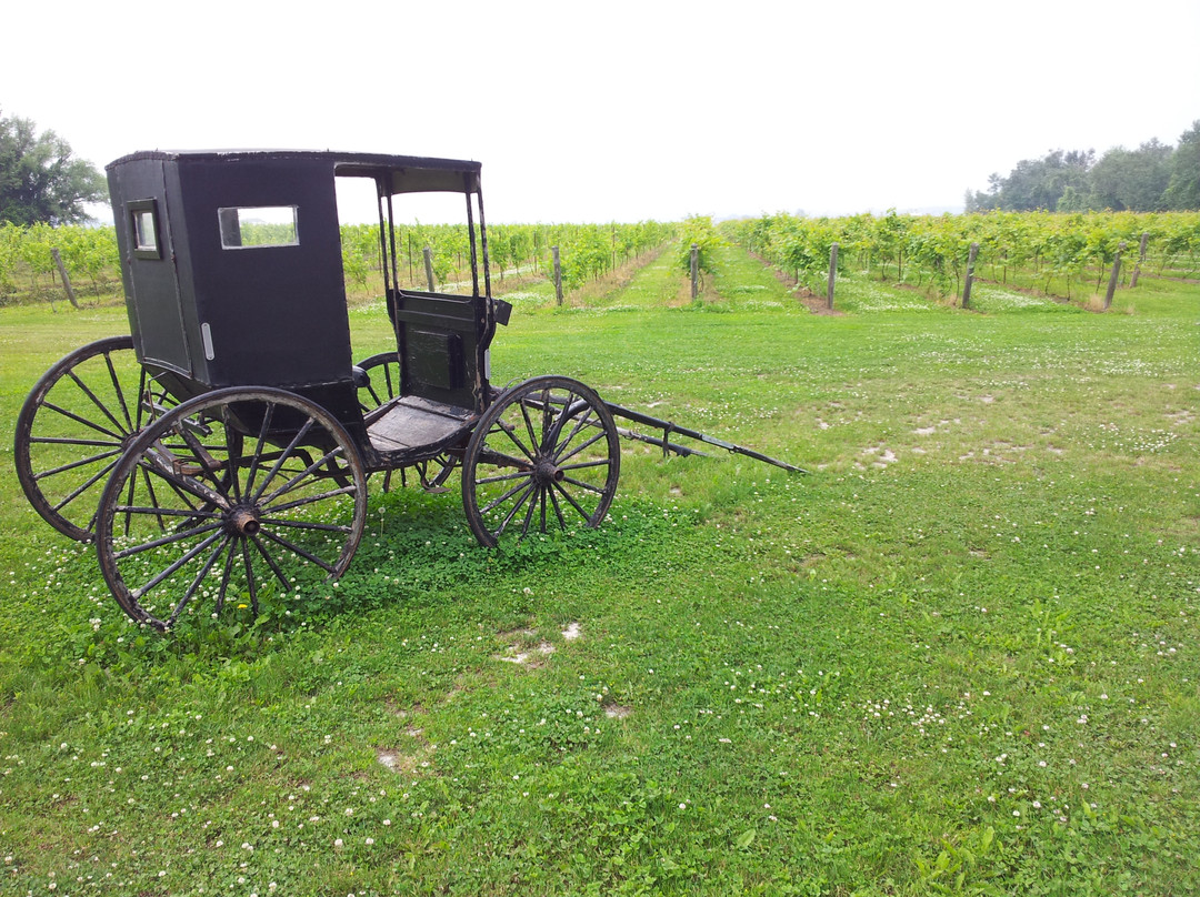 Holland Marsh Wineries景点图片