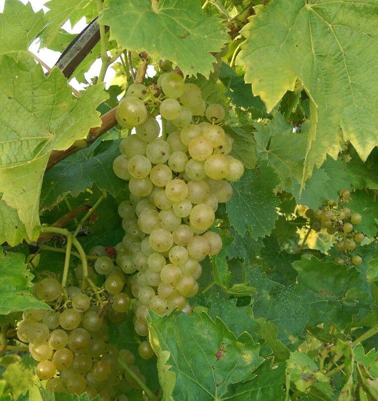 Villa Nova Estate Winery-锡姆科必去景点