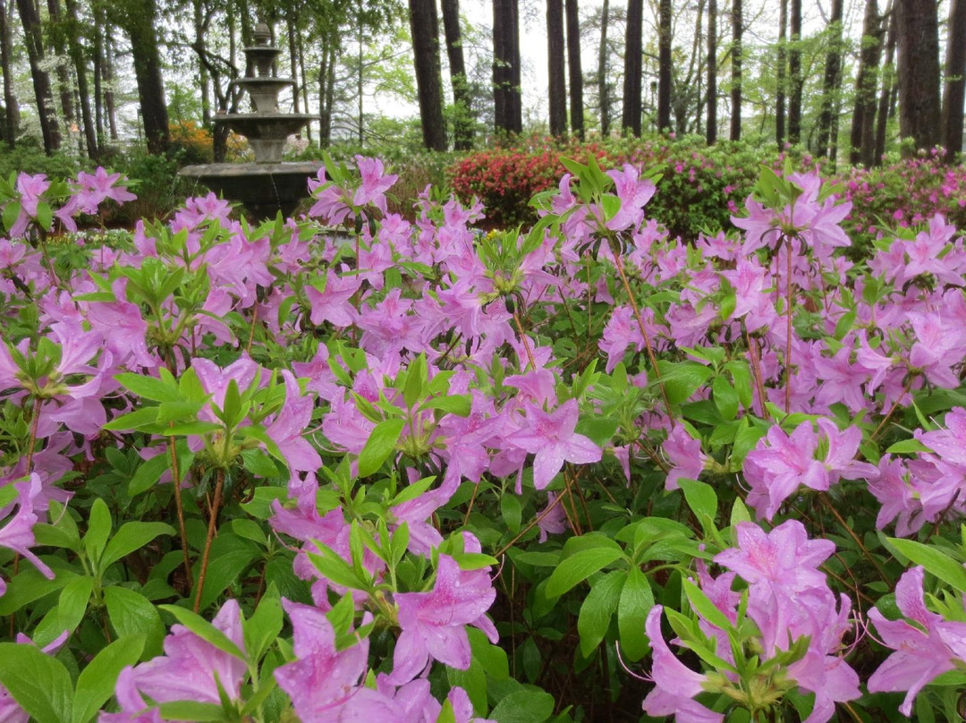 WRAL Azalea Garden景点图片