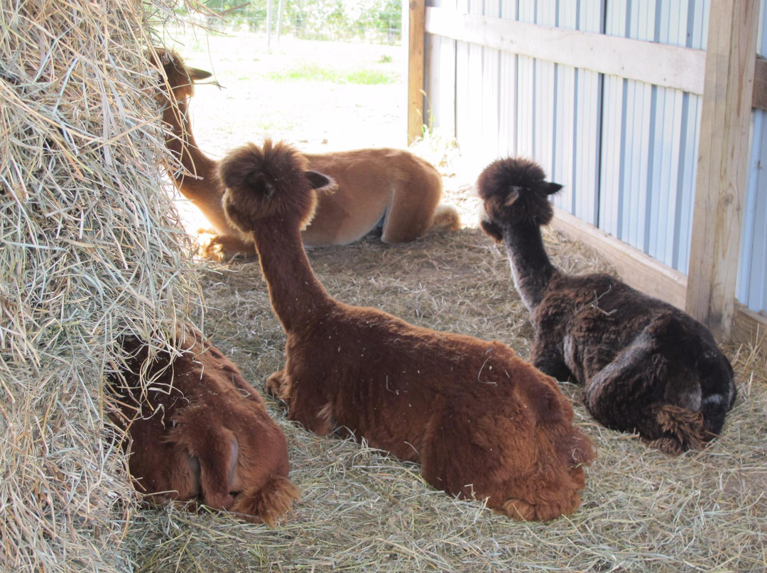 Apple Ridge Orchard-Mazeppa必去景点