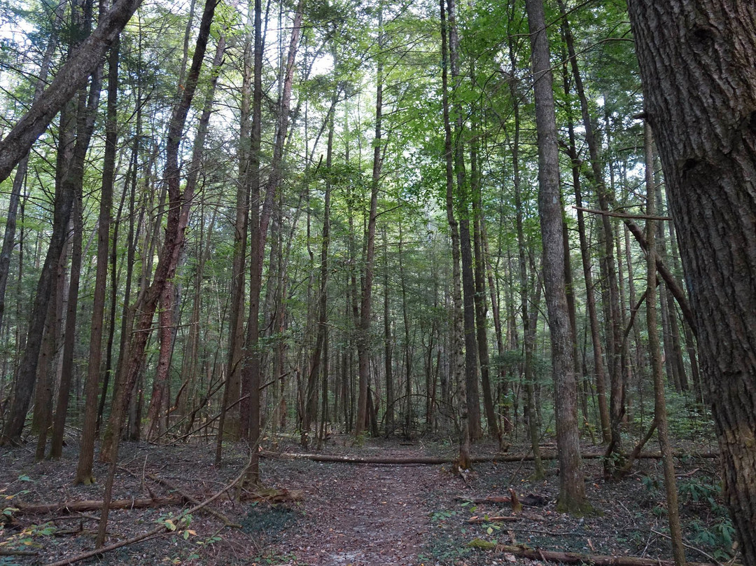 Blanton Forest State Nature Preserve景点图片