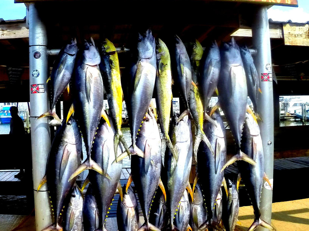 Louisiana Tuna Charters景点图片