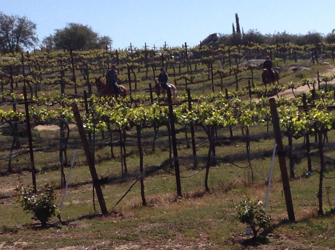 Vineyard Trail Rides景点图片