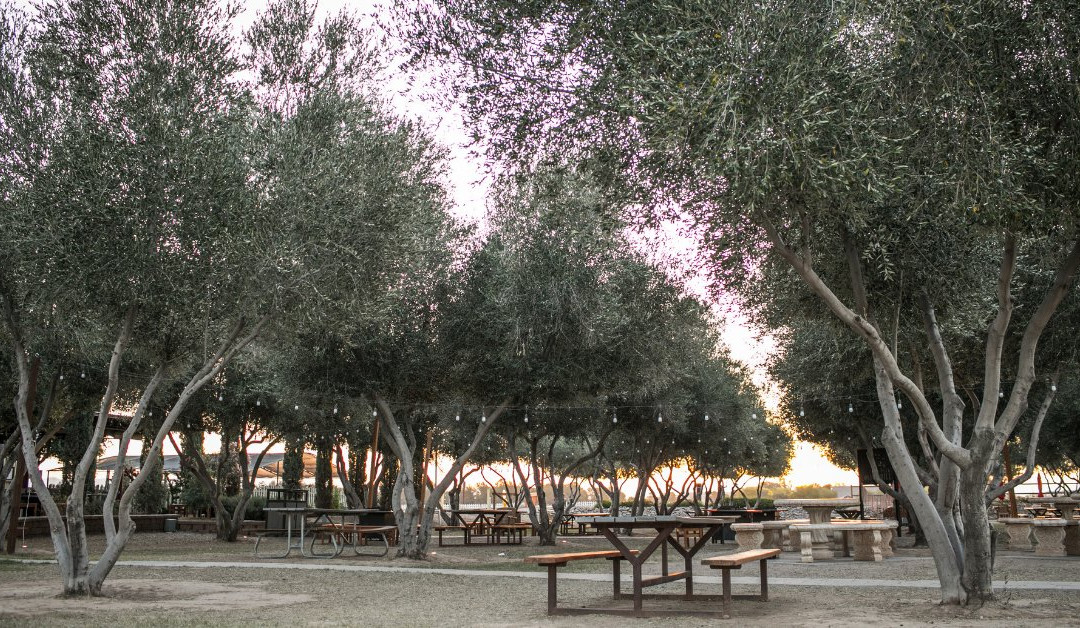 San Tan Valley旅游景点-Queen Creek Olive Mill