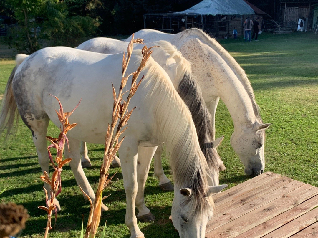 Rusaliite Adventure House主图