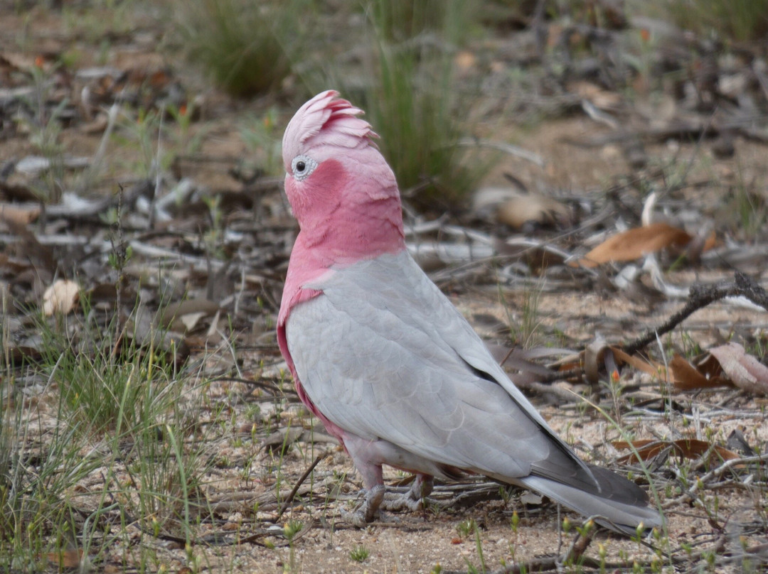 Kellerberrin Hill Lookout-Kellerberrin必去景点