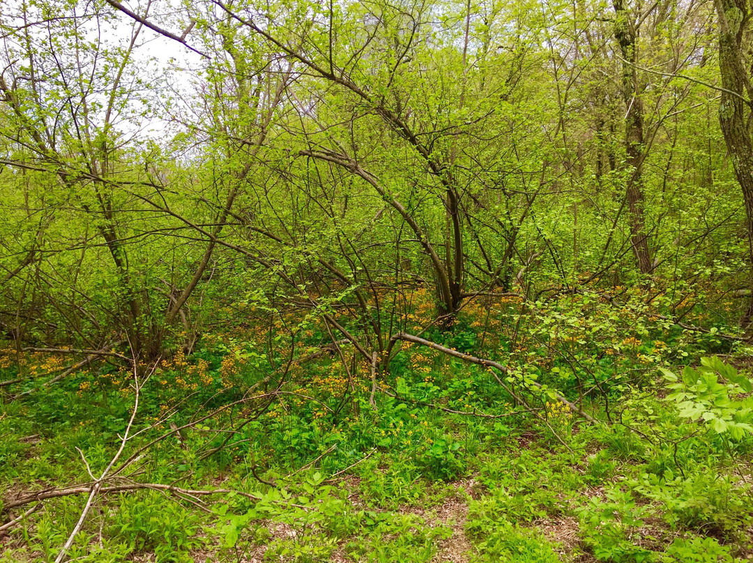 Limberlost Trail景点图片