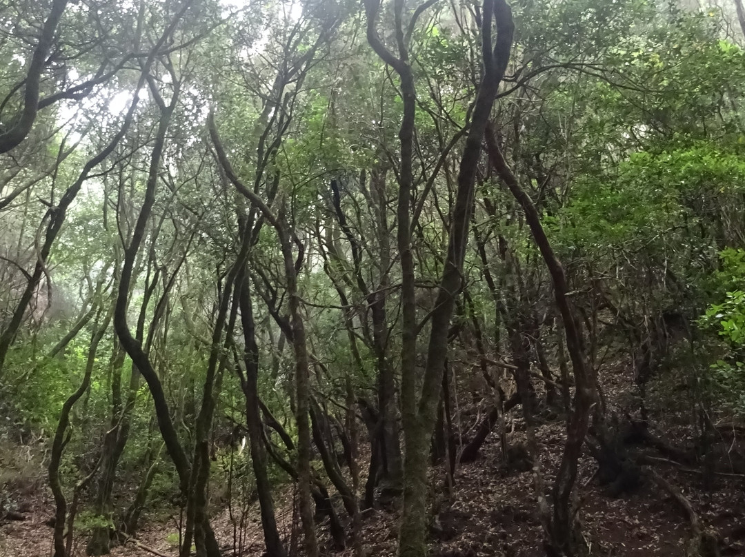 Parque Rural de Anaga-圣克鲁斯-德特内里费必去景点