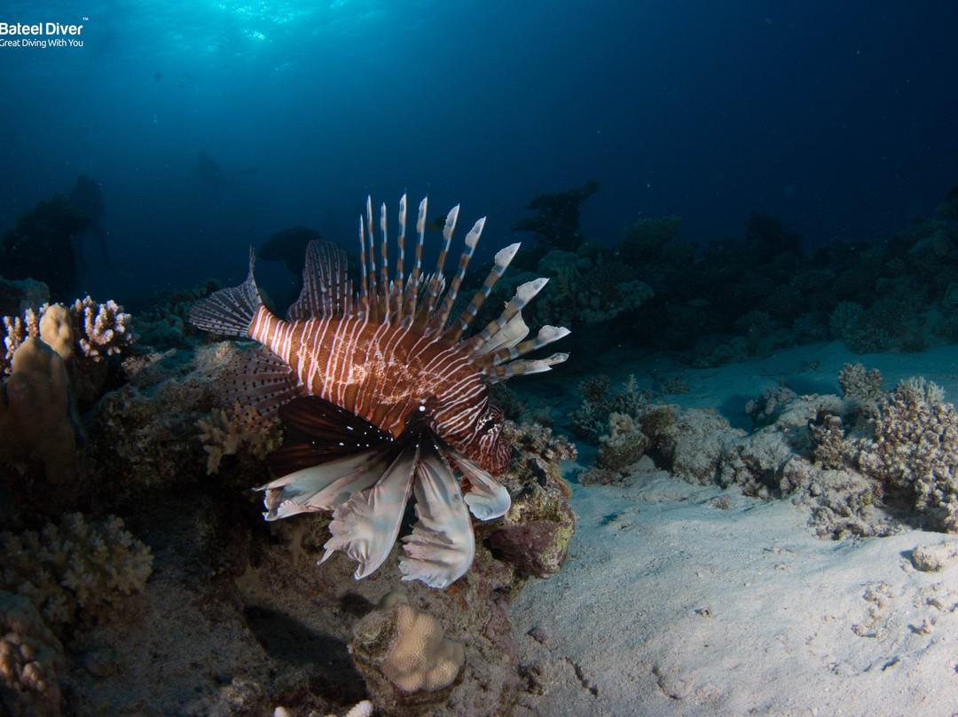 Bateel Diver-达曼必去景点