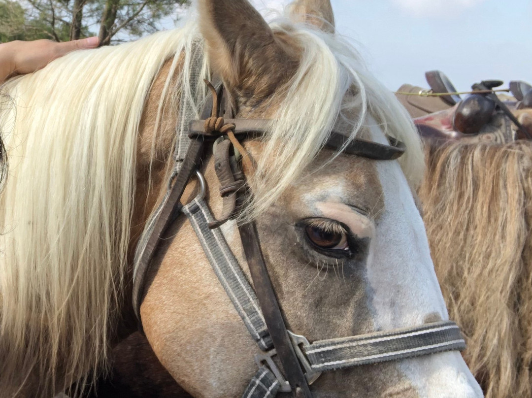 Horse Riding Tour景点图片