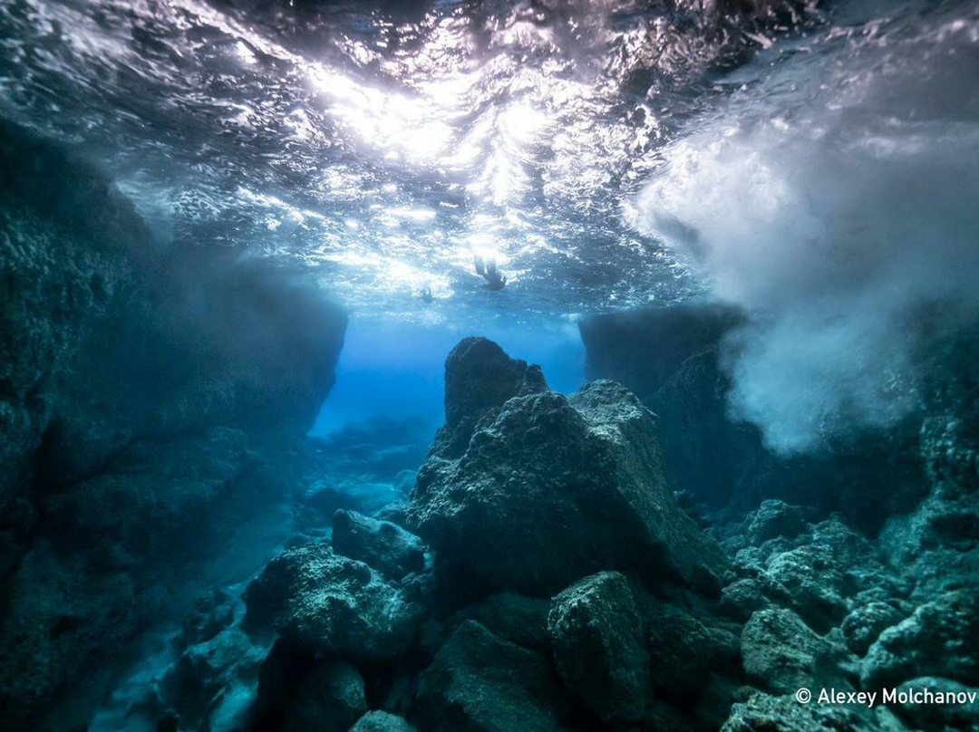 Whale Dive Tonga-努库阿洛法必去景点