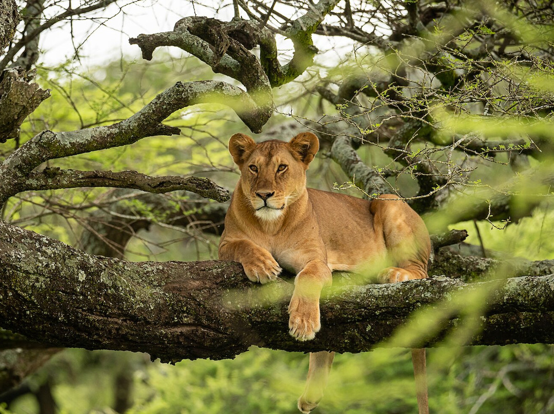 Instyle Africa Safaris-阿鲁沙必去景点