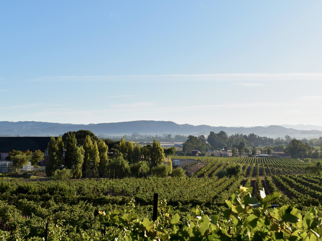 Schug Winery-索诺玛必去景点