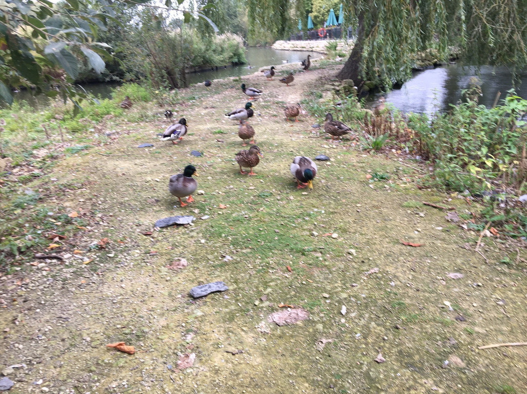 Whisby Garden Centre景点图片