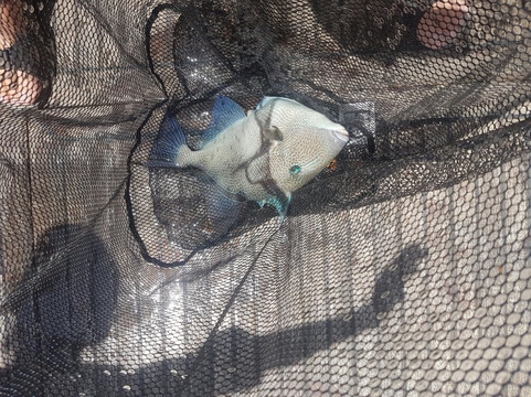 TAMBO Fishing-洛斯·吉甘特斯必去景点