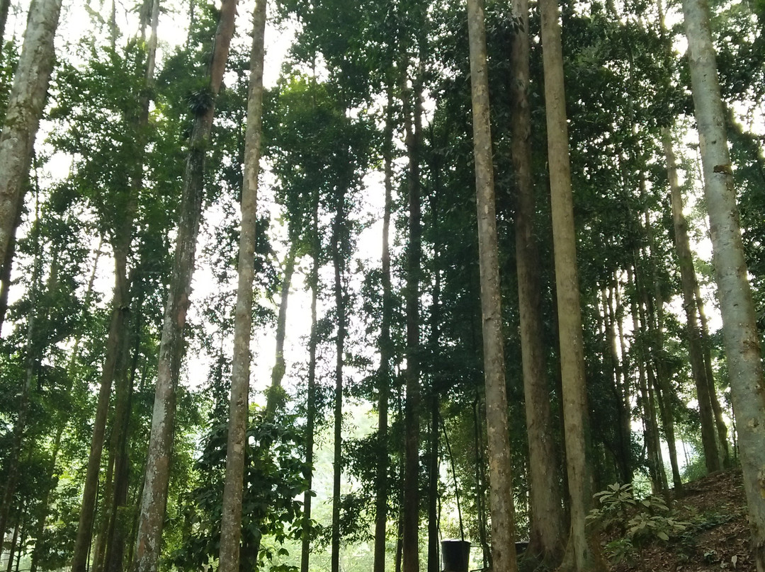 Resort Taman Eko Rimba Komanwel-万挠必去景点