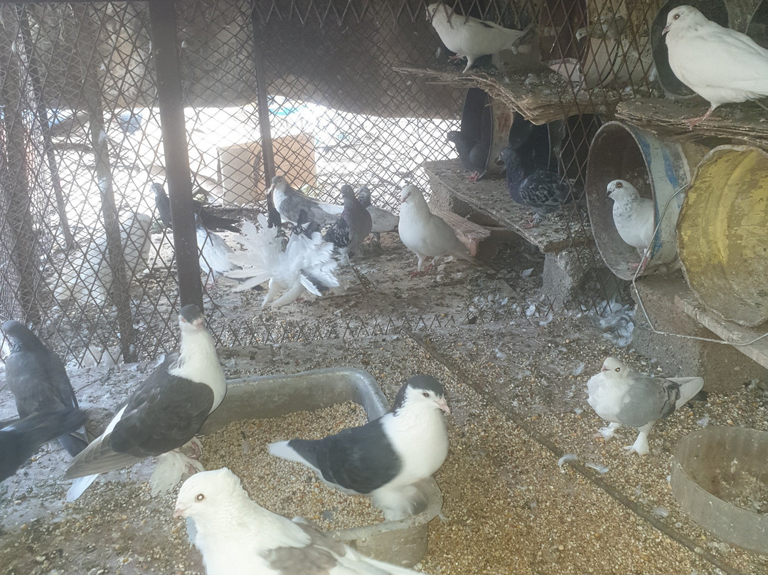 Old Bazaar-Medina必去景点