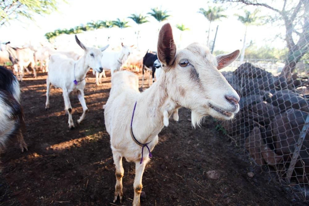 Maui Craft Tours-毛伊岛必去景点