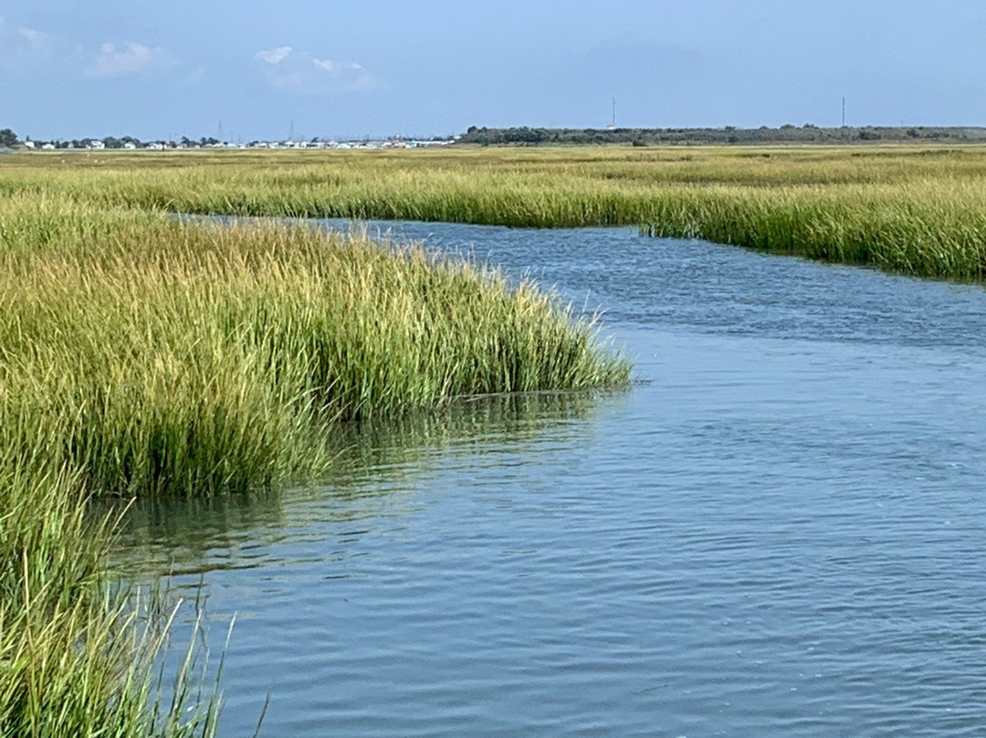 Birding By Boat on the Osprey-开普梅必去景点