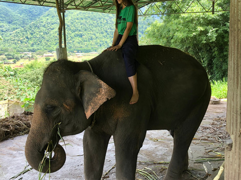 Woody Elephant Sanctuary-夜登必去景点