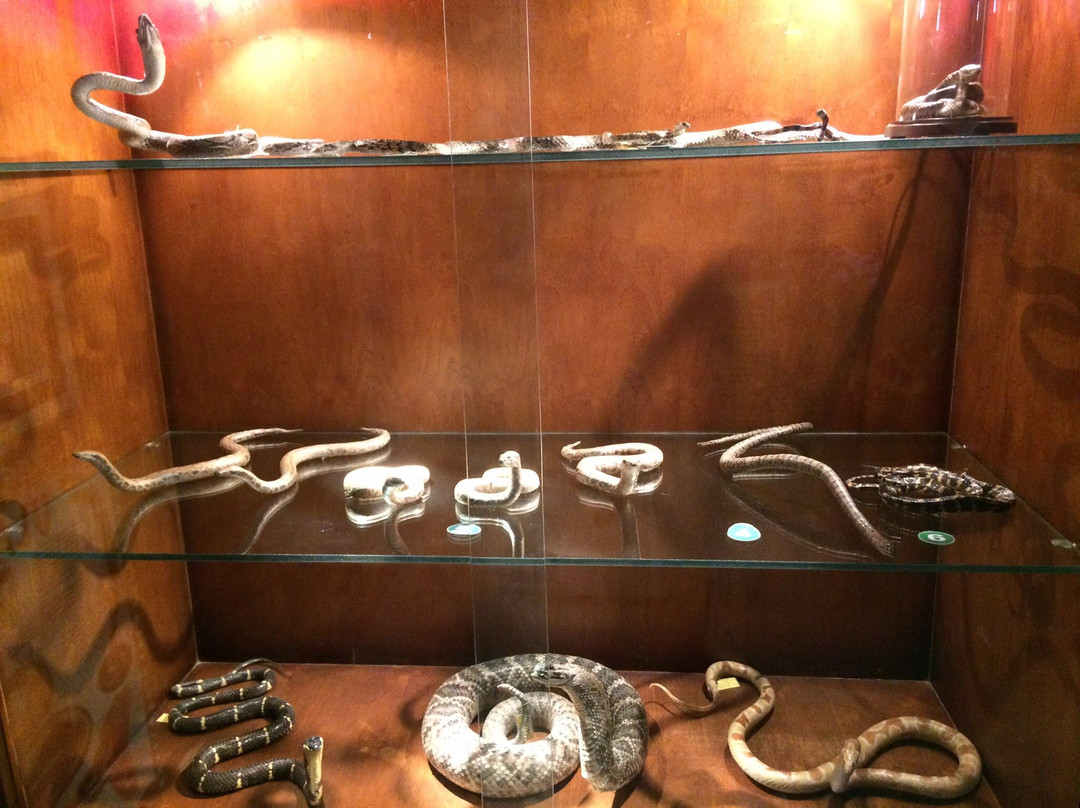 Rahmat International Wildlife Museum & Gallery-棉兰必去景点