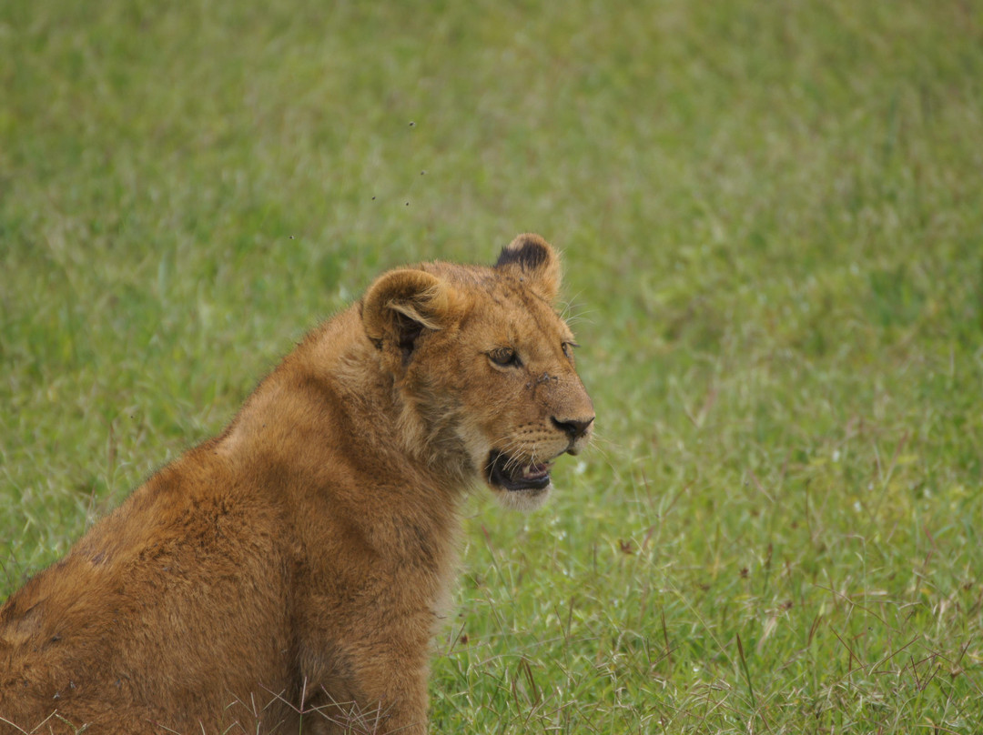 Hakuna Matata Expeditions-阿鲁沙必去景点