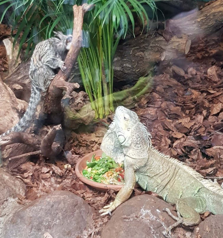 Malmo Reptile Center-马尔默必去景点