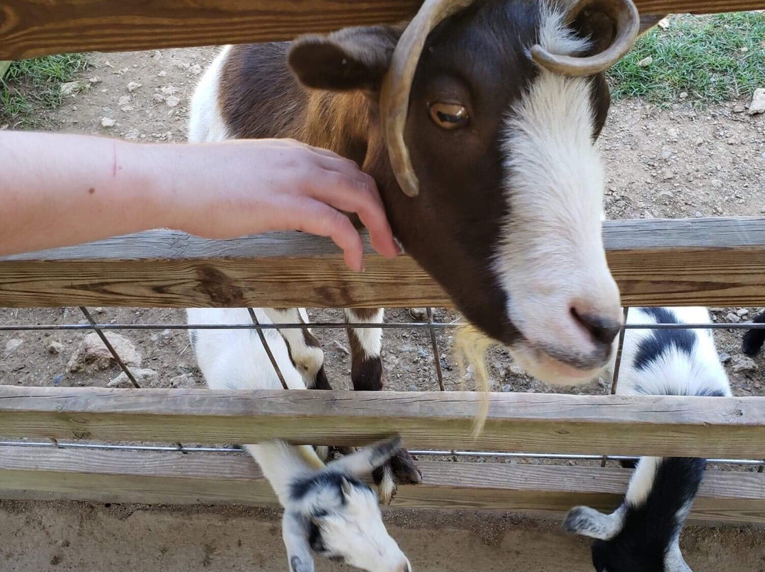 Luray Zoo - A Rescue Zoo-卢雷必去景点
