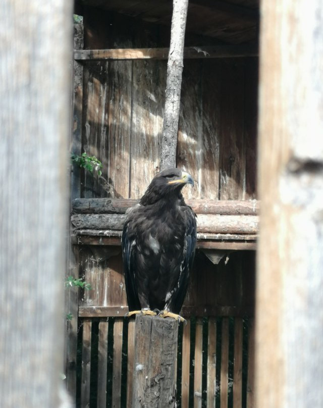 Greifvogelpark景点图片