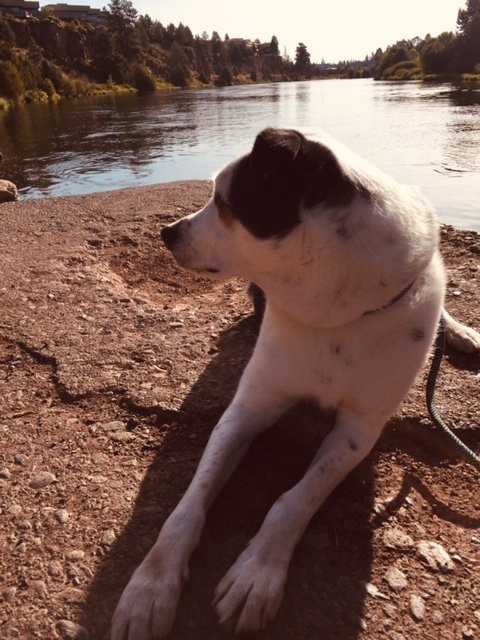 Pine Ridge Inn主图