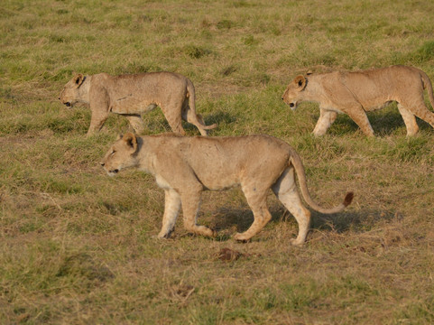 Siku Njema Tours and Safaris-蒙巴萨必去景点